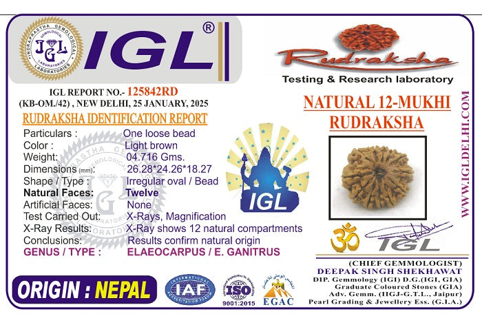 12 Mukhi Collector Nepal Rudraksha | 26.28 mm, 4.71 grams | IGL Certified | Surya Dev’s Blessings for Power & Confidence
