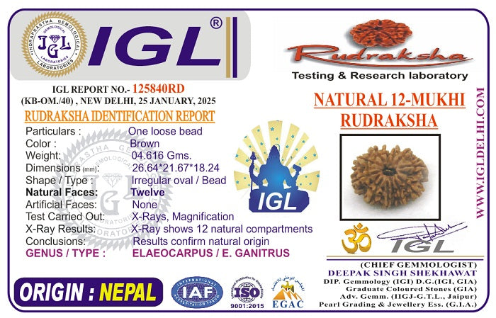 12 Mukhi Collector Nepal Rudraksha | 26.64 mm, 4.61 grams | IGL Certified | Blessings of Surya Dev for Power & Success