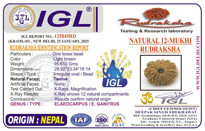 12 Mukhi Super Collector Nepal Rudraksha | IGL Certified | 28.92 mm, 5.61 grams | Solar Essence of Power & Prosperity
