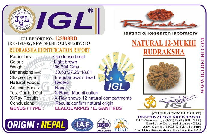 12 Mukhi Super Collector Nepal Rudraksha | 30.63 mm, 6.204 grams | Lab Certified | Radiant Sun Energy & Divine Strength