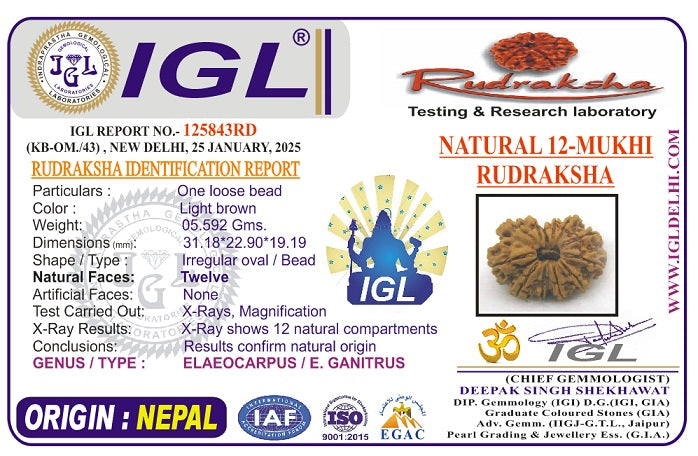 12 Mukhi Super Collector Nepal Rudraksha | 31.18 mm, 5.59 grams | Lab Certified | Radiant Sun Energy & Divine Strength