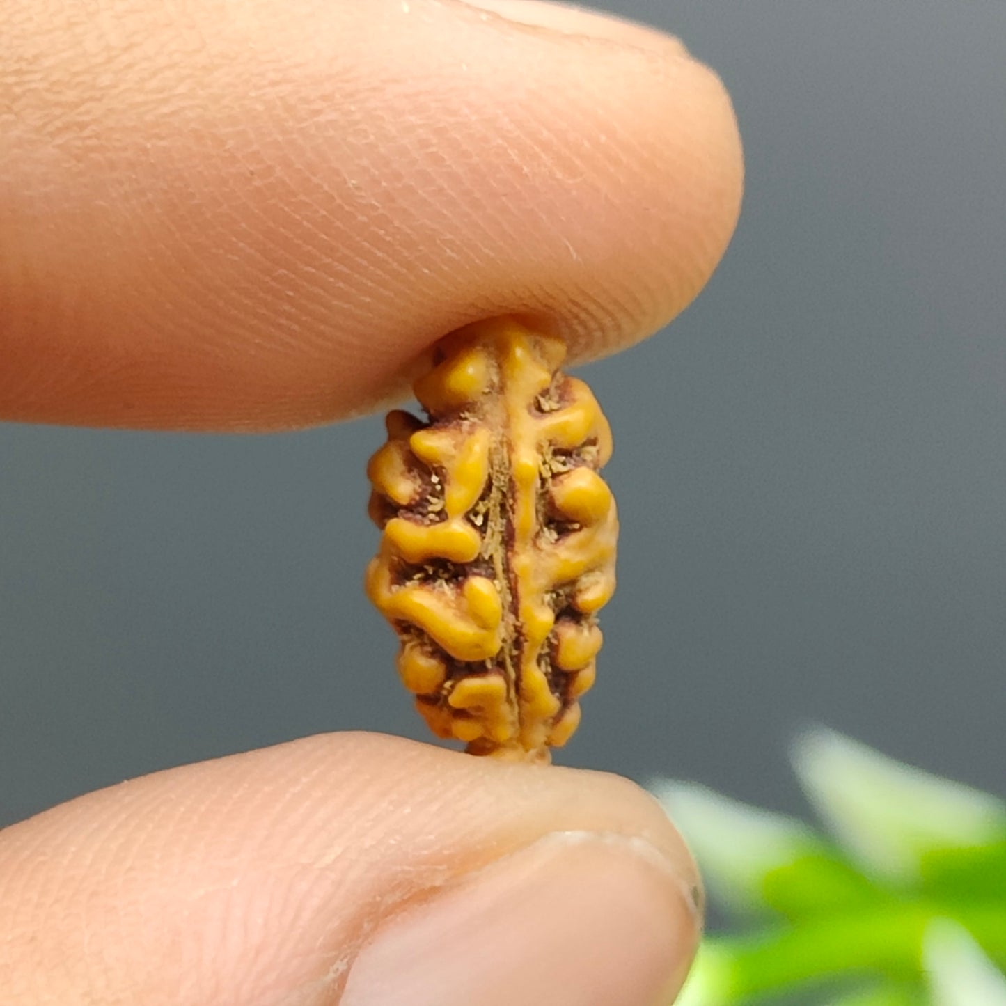 Ek Mukhi / One Face Java Rudraksha
