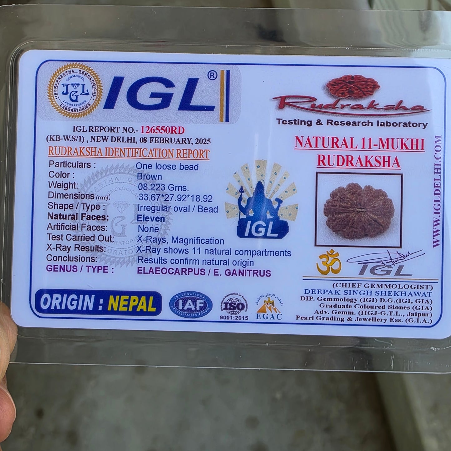 Supreme 11 Mukhi Nepal Rudraksha | Blessings of Hanuman | Super Collector’s Edition | 33.67mm, 8.22gram | IGL Lab Certified