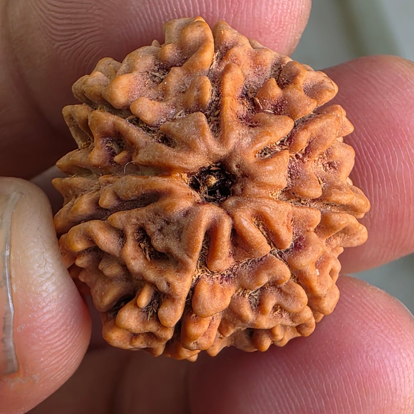 Rare 8 Mukhi Collector Nepal Rudraksha | 25.01 mm, 5.12 grams | Complete 8 Seeds | X-Ray Report & Lab Certified
