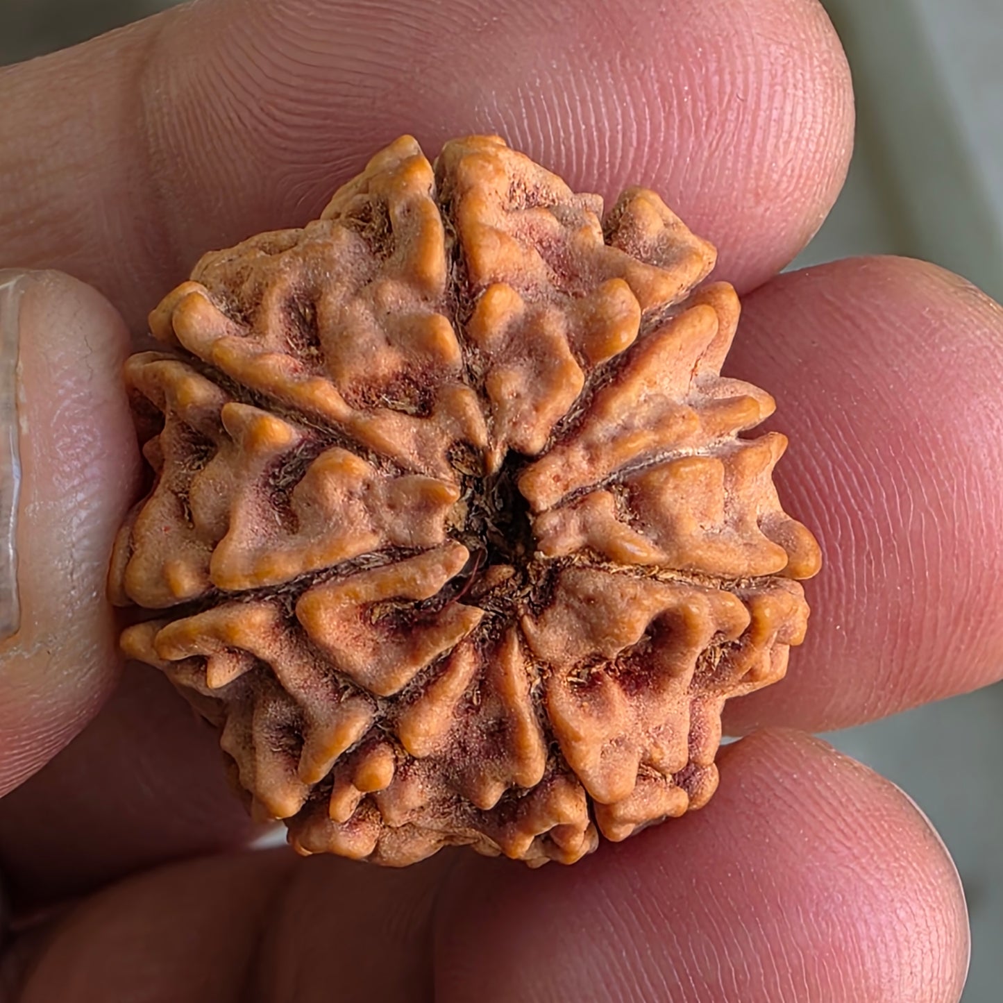 Rare 8 Mukhi Collector Nepal Rudraksha | 25.01 mm, 5.12 grams | Complete 8 Seeds | X-Ray Report & Lab Certified