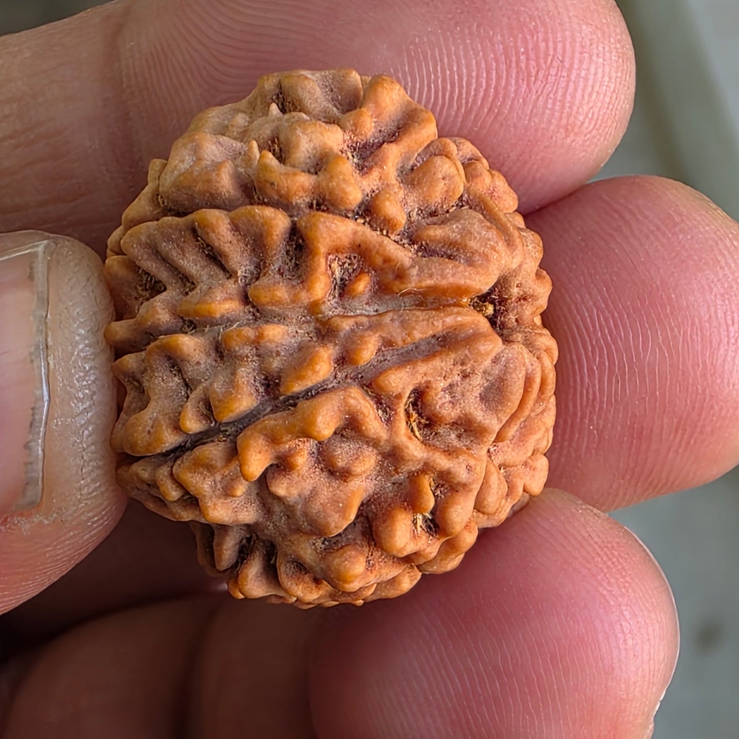 Rare 8 Mukhi Collector Nepal Rudraksha | 25.01 mm, 5.12 grams | Complete 8 Seeds | X-Ray Report & Lab Certified