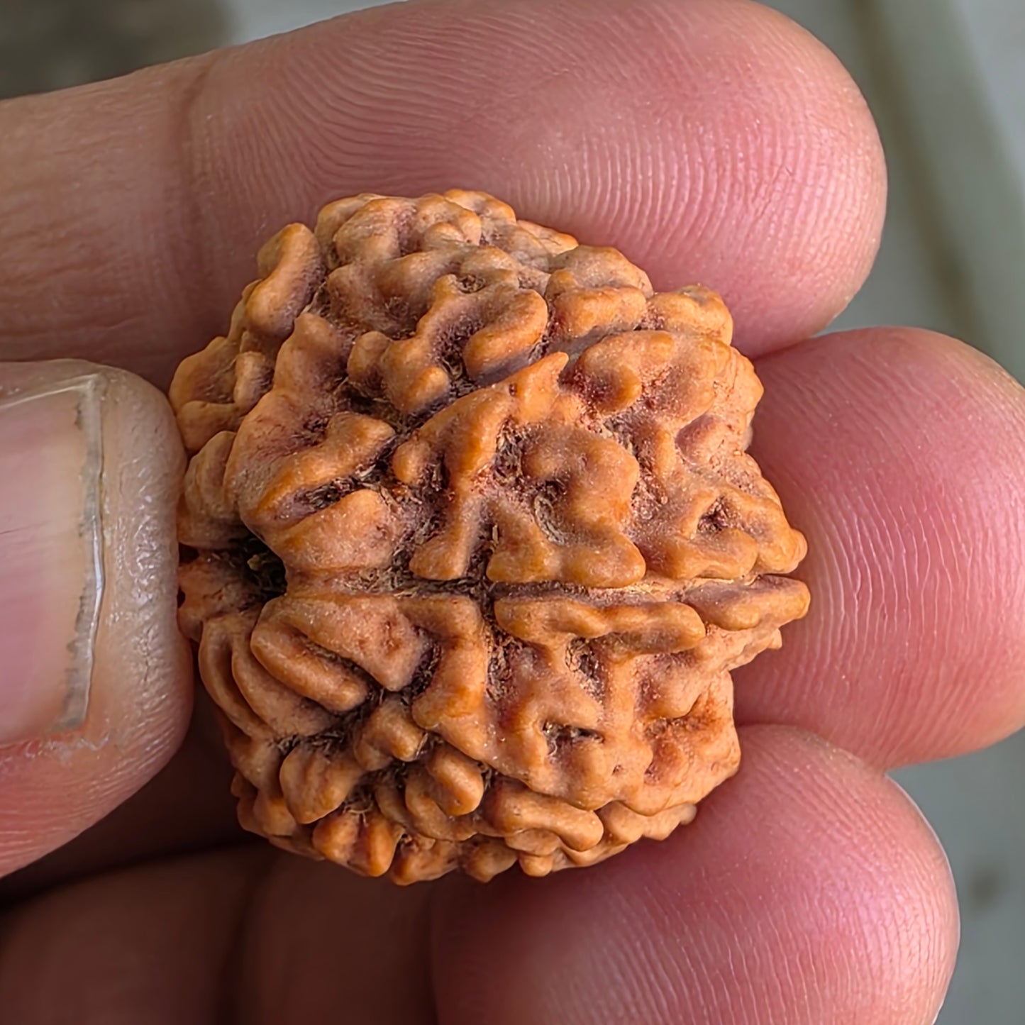 Rare 8 Mukhi Collector Nepal Rudraksha | 25.01 mm, 5.12 grams | Complete 8 Seeds | X-Ray Report & Lab Certified