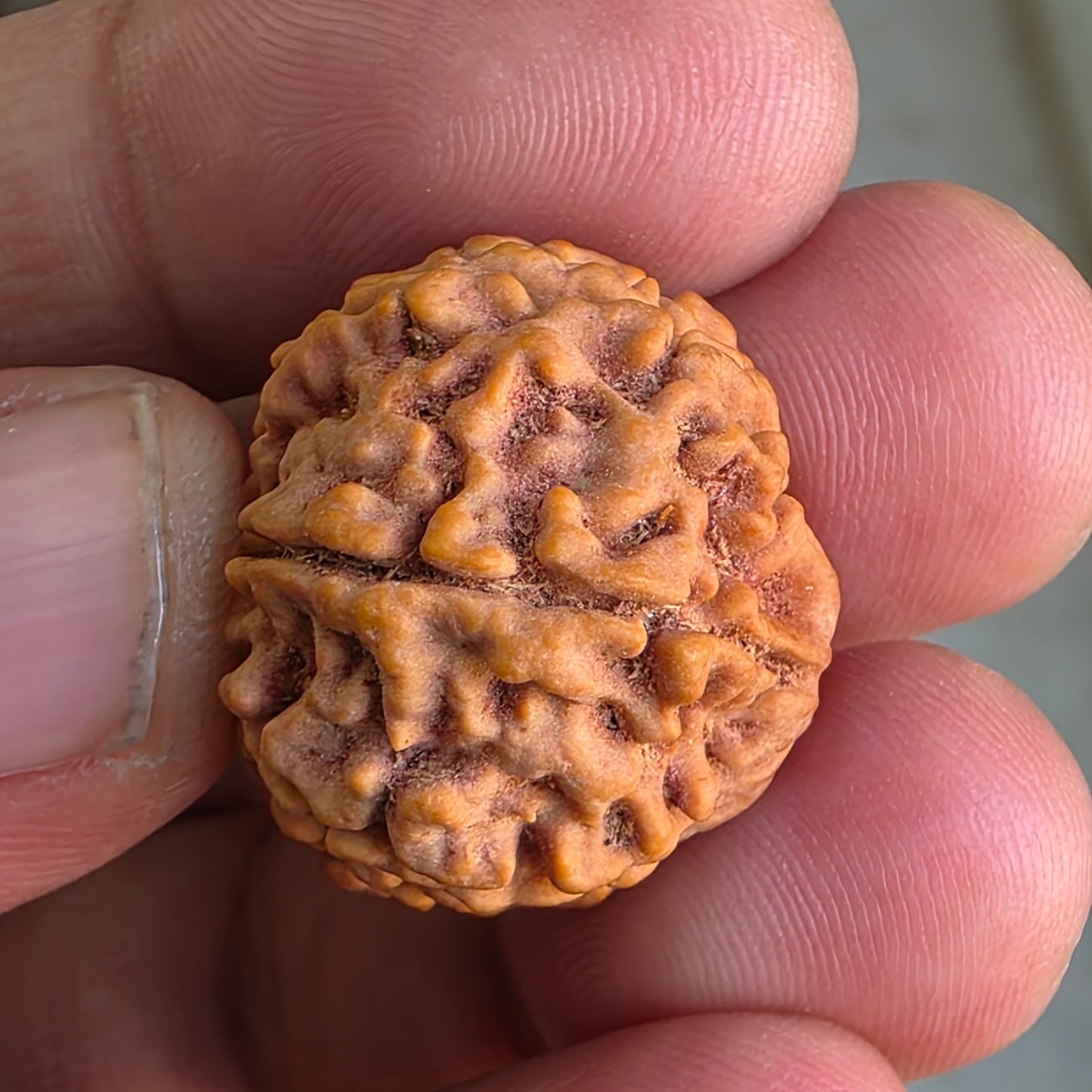 Rare 8 Mukhi Collector Nepal Rudraksha | 25.01 mm, 5.12 grams | Complete 8 Seeds | X-Ray Report & Lab Certified