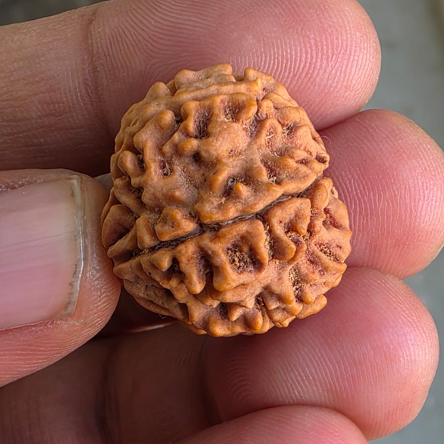 Rare 8 Mukhi Collector Nepal Rudraksha | 25.01 mm, 5.12 grams | Complete 8 Seeds | X-Ray Report & Lab Certified