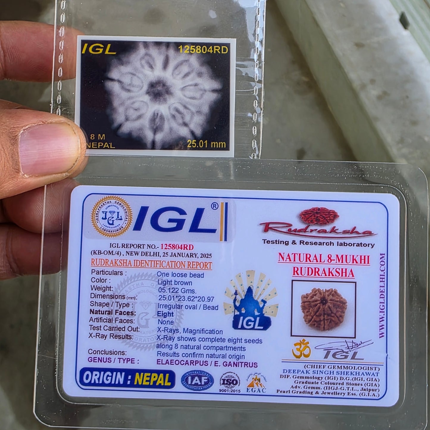 Rare 8 Mukhi Collector Nepal Rudraksha | 25.01 mm, 5.12 grams | Complete 8 Seeds | X-Ray Report & Lab Certified