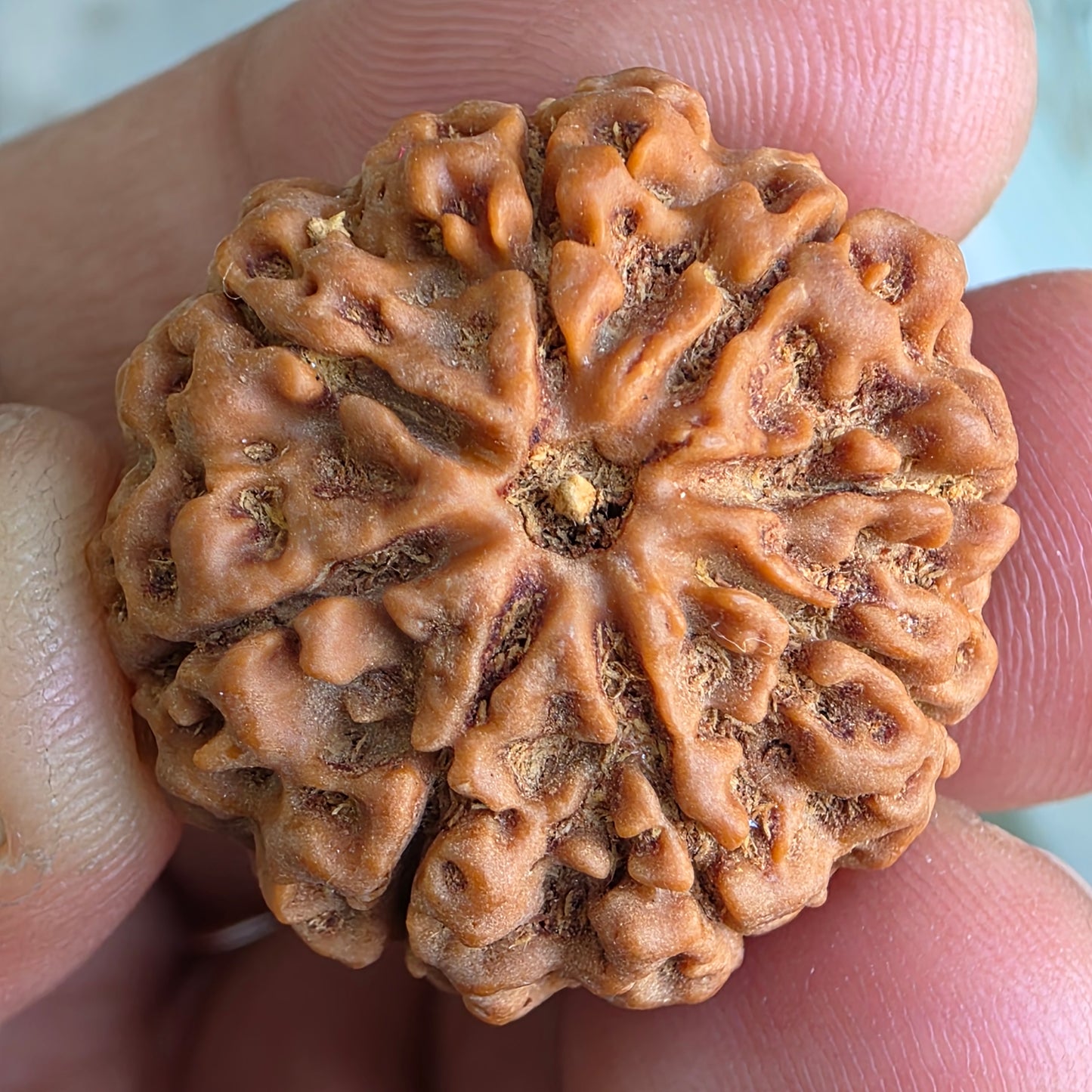 Rare 8 Mukhi Collector Nepal Rudraksha | 27.44mm, 6.10 grams | Rare & Powerful | Complete 8 Seeds | X-Ray Verified & Lab Certified |