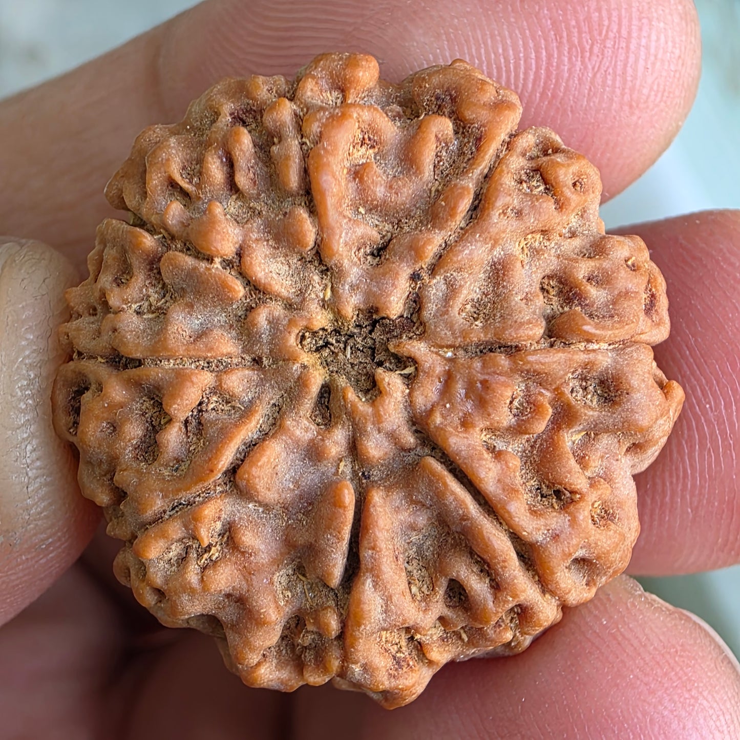 Rare 8 Mukhi Collector Nepal Rudraksha | 27.44mm, 6.10 grams | Rare & Powerful | Complete 8 Seeds | X-Ray Verified & Lab Certified |