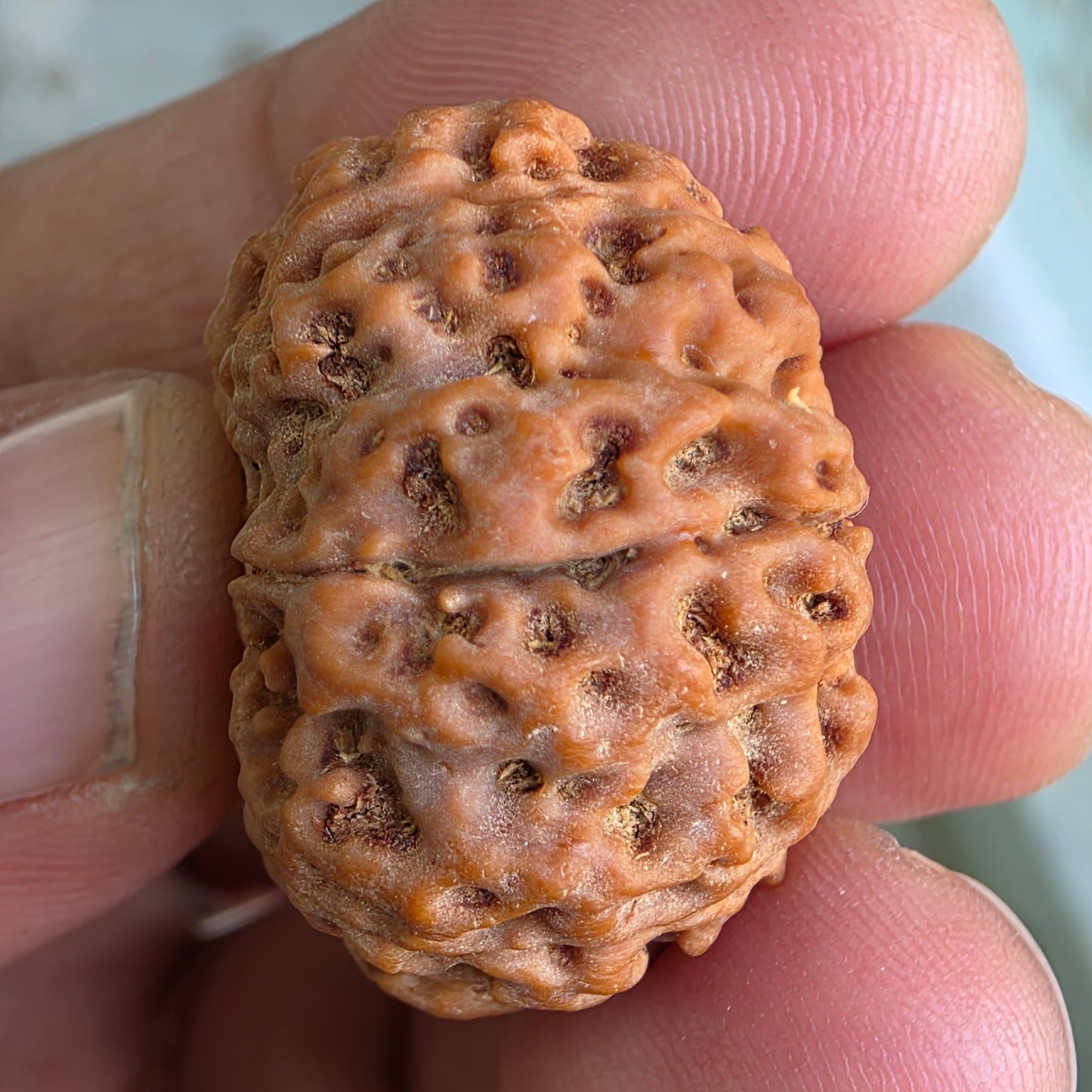 Rare 8 Mukhi Collector Nepal Rudraksha | 27.44mm, 6.10 grams | Rare & Powerful | Complete 8 Seeds | X-Ray Verified & Lab Certified |