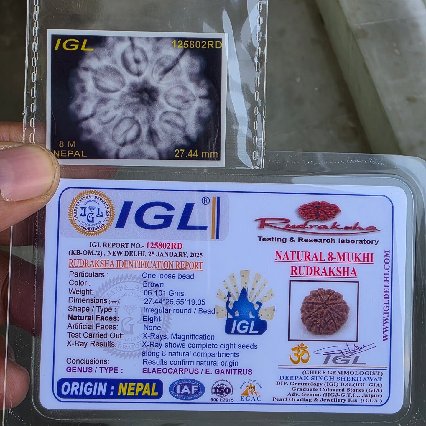 Rare 8 Mukhi Collector Nepal Rudraksha | 27.44mm, 6.10 grams | Rare & Powerful | Complete 8 Seeds | X-Ray Verified & Lab Certified |