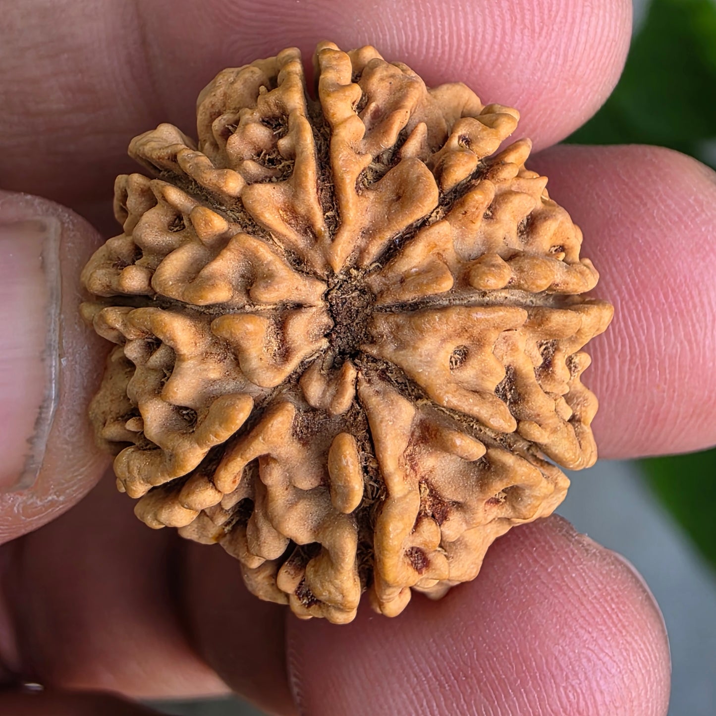 Rare 8 Mukhi Collector Nepal Rudraksha | 27.02 mm, 5.21 grams | Complete 8 Seeds | X-Ray Verified & Lab Certified | Obstacle Remover & Wisdom Enhancer | Blessings of Lord Ganesha