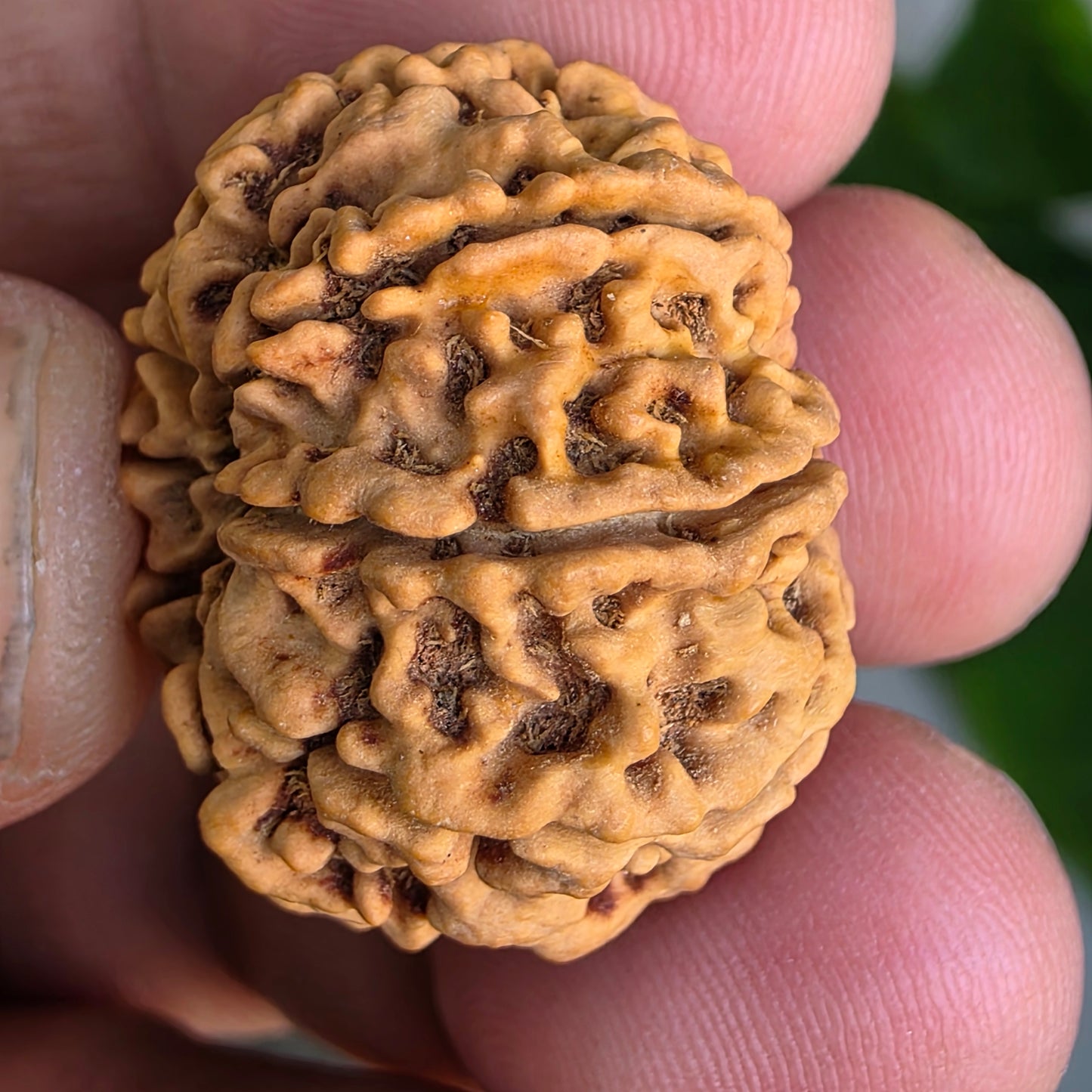 Rare 8 Mukhi Collector Nepal Rudraksha | 27.02 mm, 5.21 grams | Complete 8 Seeds | X-Ray Verified & Lab Certified | Obstacle Remover & Wisdom Enhancer | Blessings of Lord Ganesha