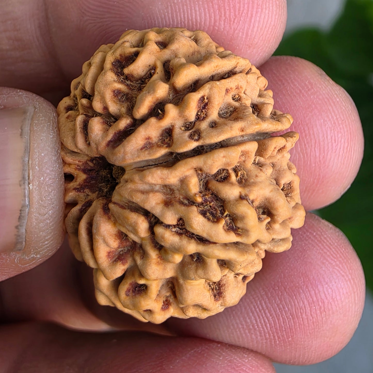 Rare 8 Mukhi Collector Nepal Rudraksha | 27.02 mm, 5.21 grams | Complete 8 Seeds | X-Ray Verified & Lab Certified | Obstacle Remover & Wisdom Enhancer | Blessings of Lord Ganesha
