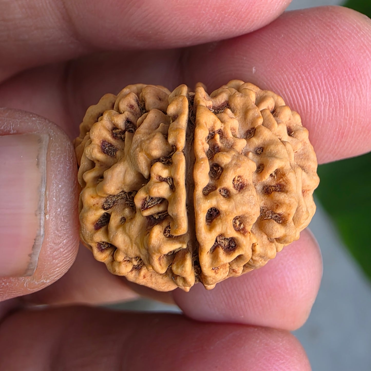 Rare 8 Mukhi Collector Nepal Rudraksha | 27.02 mm, 5.21 grams | Complete 8 Seeds | X-Ray Verified & Lab Certified | Obstacle Remover & Wisdom Enhancer | Blessings of Lord Ganesha
