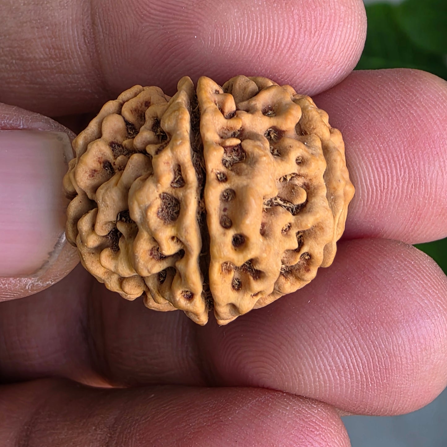 Rare 8 Mukhi Collector Nepal Rudraksha | 27.02 mm, 5.21 grams | Complete 8 Seeds | X-Ray Verified & Lab Certified | Obstacle Remover & Wisdom Enhancer | Blessings of Lord Ganesha