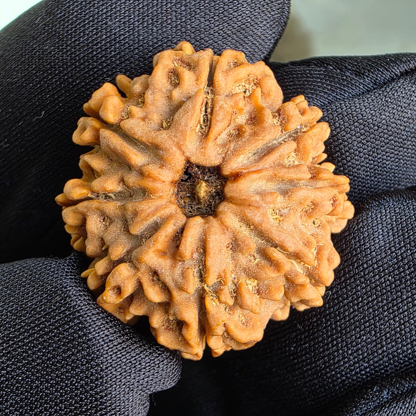 8 Mukhi Collector Nepal Rudraksha | 26.33 mm, 5.32 grams | Lab Certified