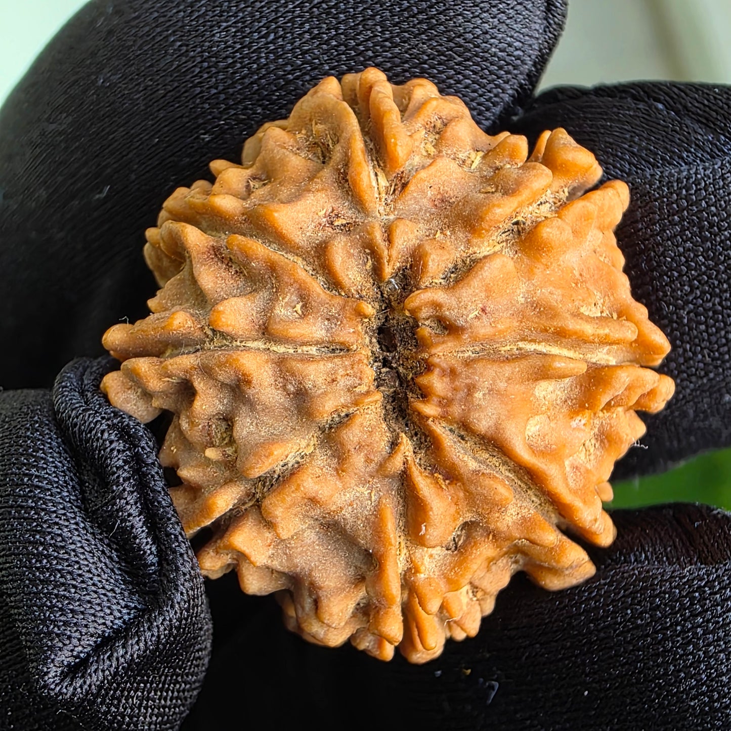 8 Mukhi Collector Nepal Rudraksha | 26.33 mm, 5.32 grams | Lab Certified