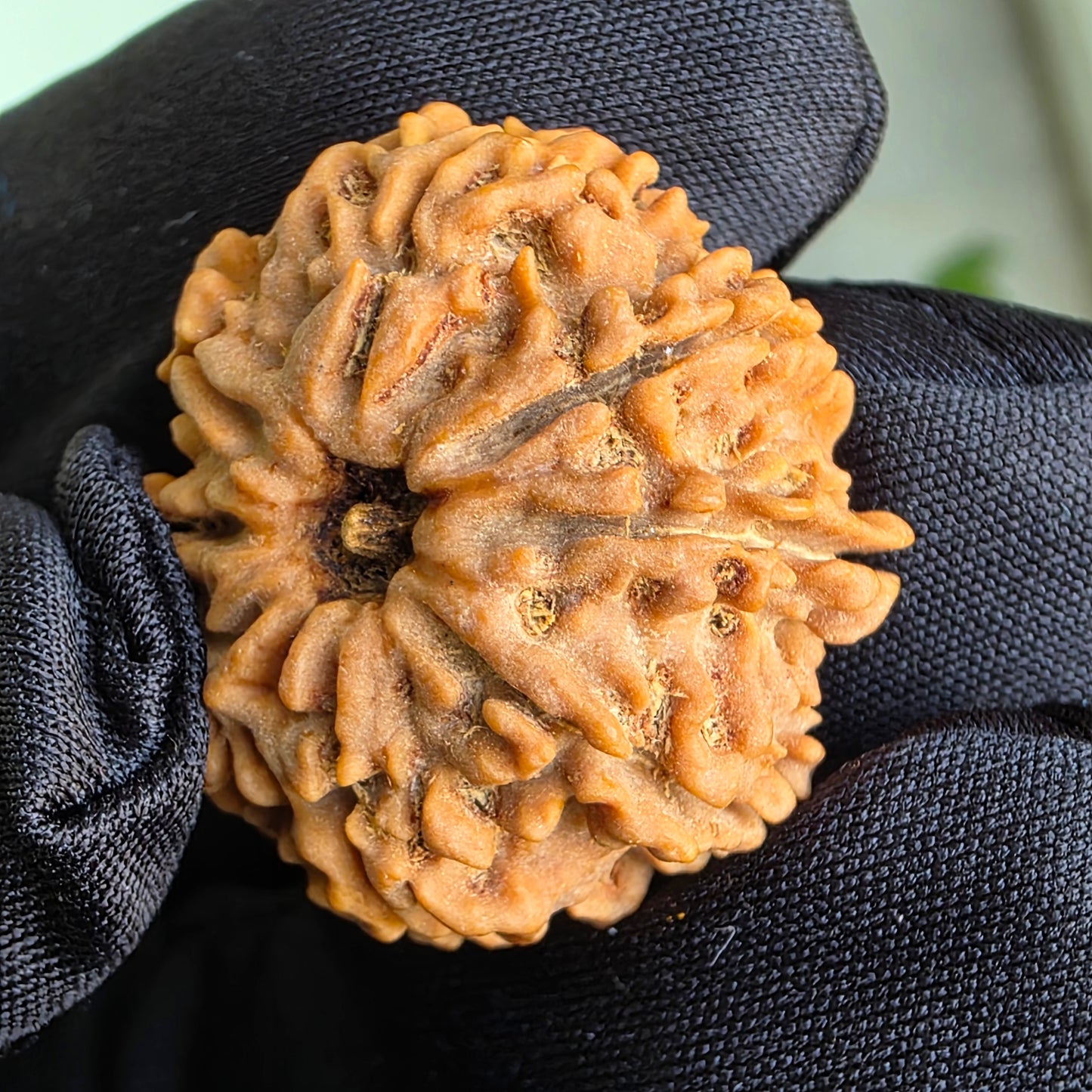 8 Mukhi Collector Nepal Rudraksha | 26.33 mm, 5.32 grams | Lab Certified