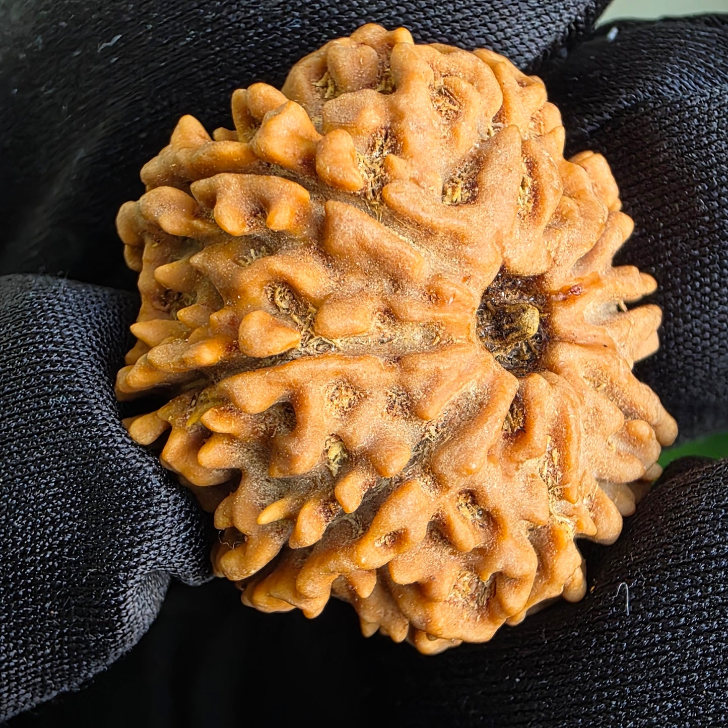 8 Mukhi Collector Nepal Rudraksha | 26.33 mm, 5.32 grams | Lab Certified