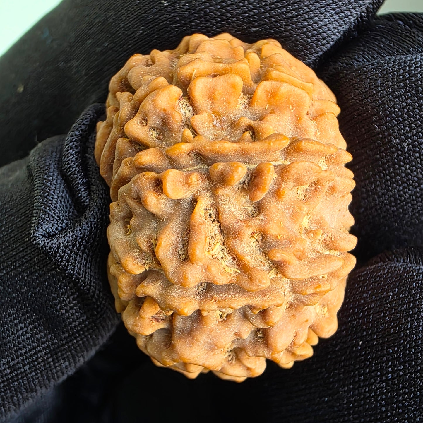 8 Mukhi Collector Nepal Rudraksha | 26.33 mm, 5.32 grams | Lab Certified