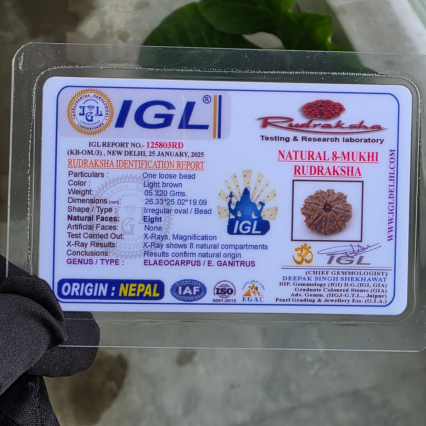 8 Mukhi Collector Nepal Rudraksha | 26.33 mm, 5.32 grams | Lab Certified