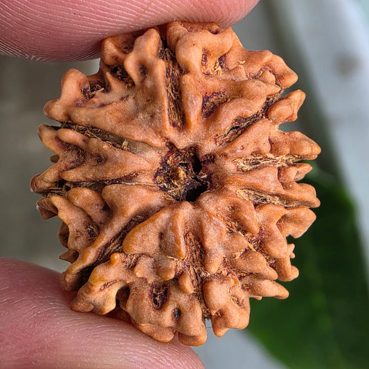 9 Mukhi Nepal Rudraksha | 25.02 mm, 4.07 grams | Symbol of Power & Protection | Lab Certified