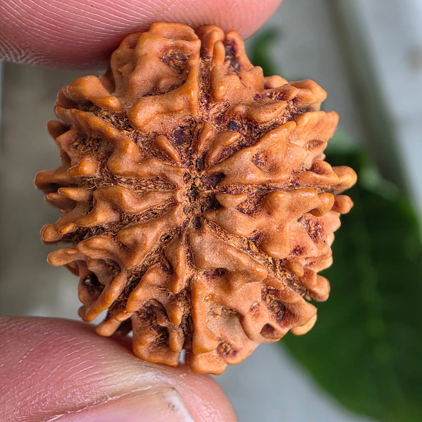 9 Mukhi Nepal Rudraksha | 25.02 mm, 4.07 grams | Symbol of Power & Protection | Lab Certified