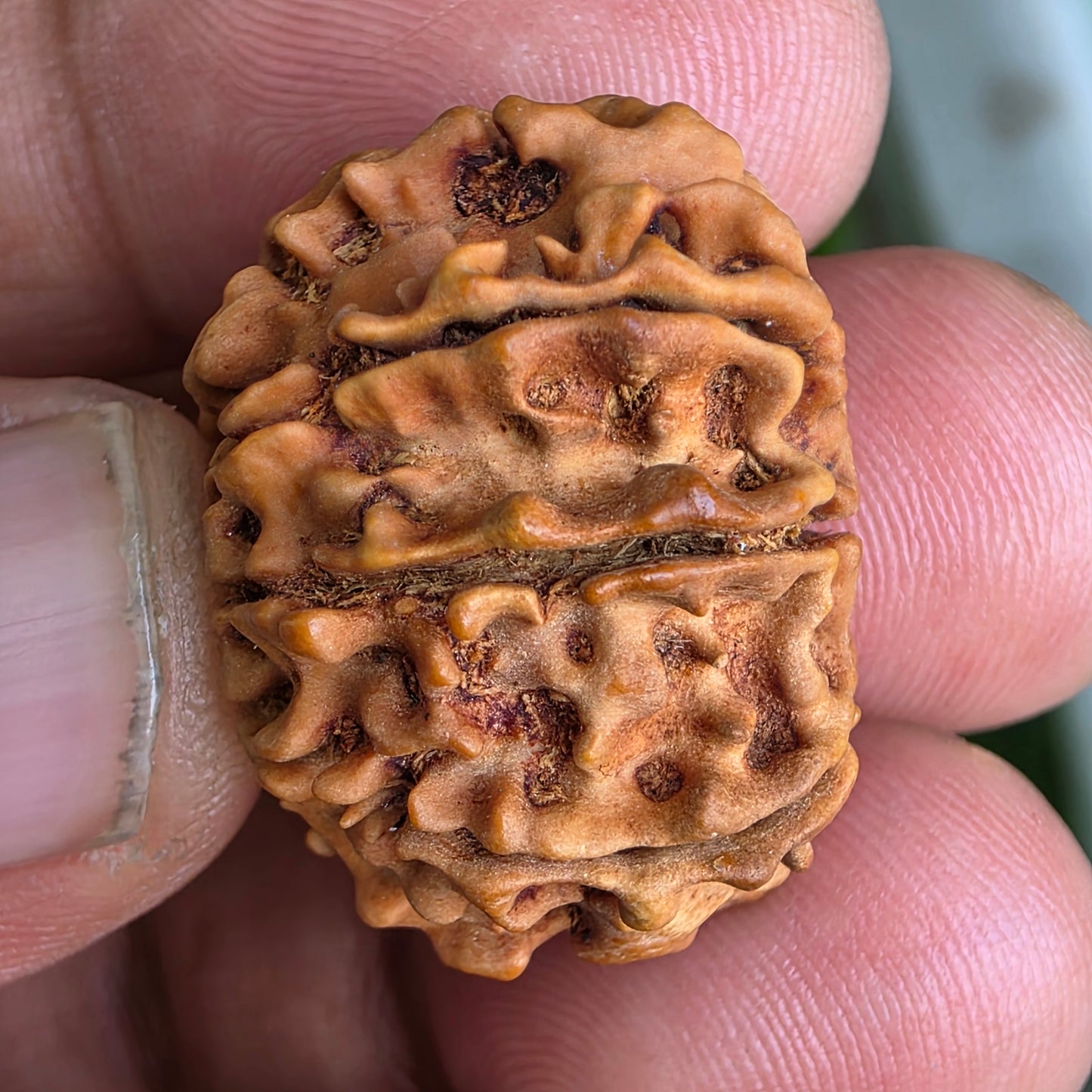 9 Mukhi Nepal Rudraksha | 25.02 mm, 4.07 grams | Symbol of Power & Protection | Lab Certified