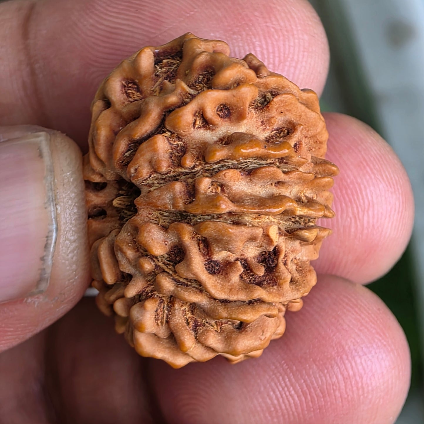 9 Mukhi Nepal Rudraksha | 25.02 mm, 4.07 grams | Symbol of Power & Protection | Lab Certified