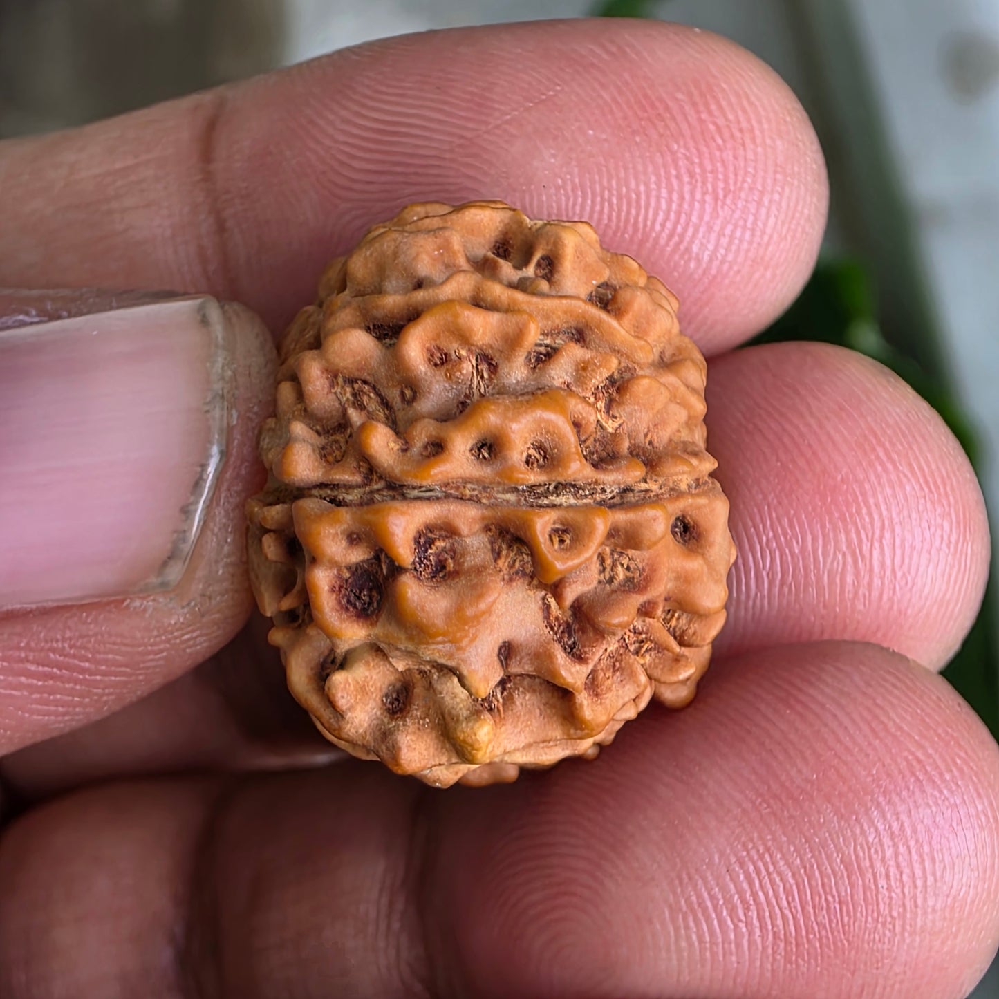 9 Mukhi Nepal Rudraksha | 25.02 mm, 4.07 grams | Symbol of Power & Protection | Lab Certified