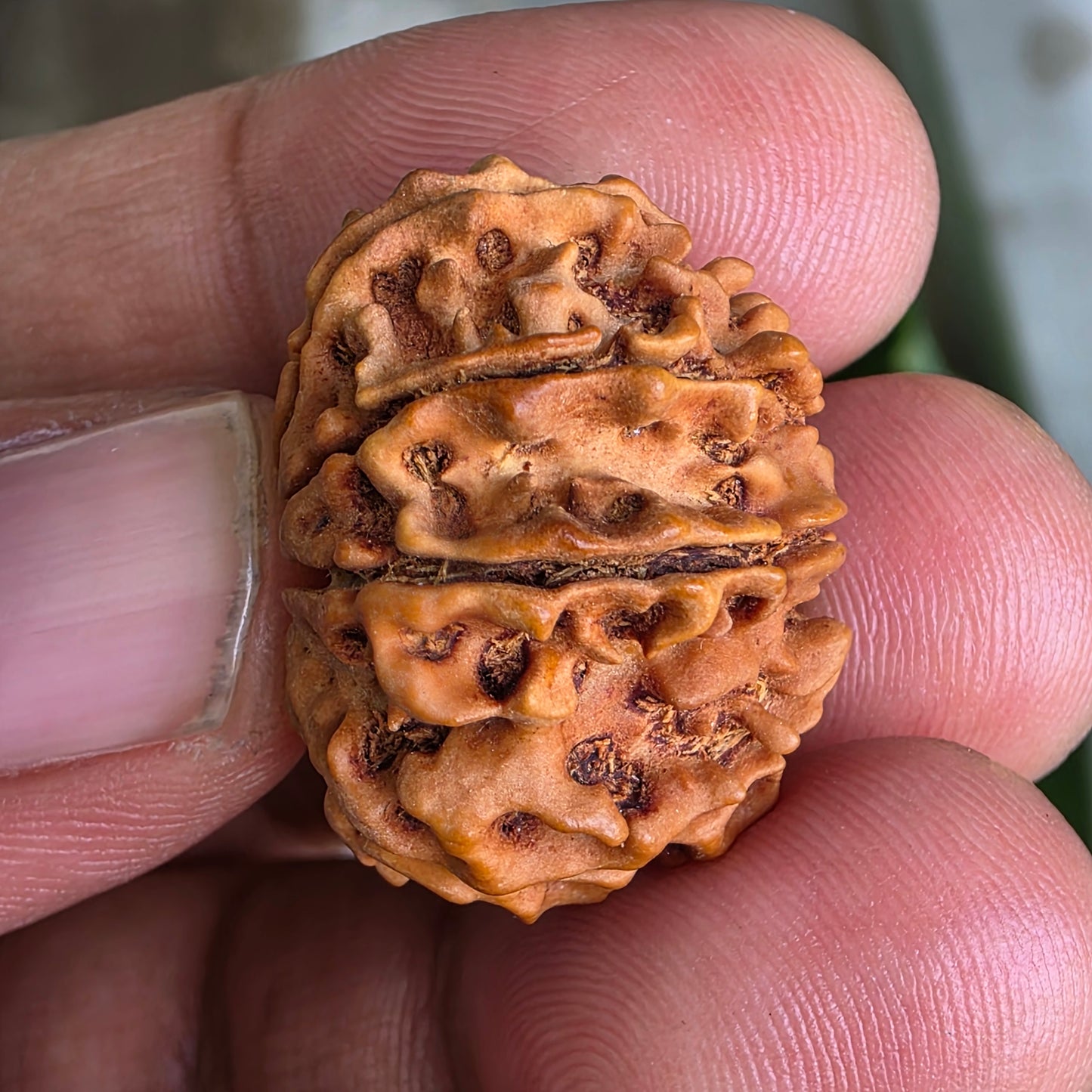 9 Mukhi Nepal Rudraksha | 25.02 mm, 4.07 grams | Symbol of Power & Protection | Lab Certified
