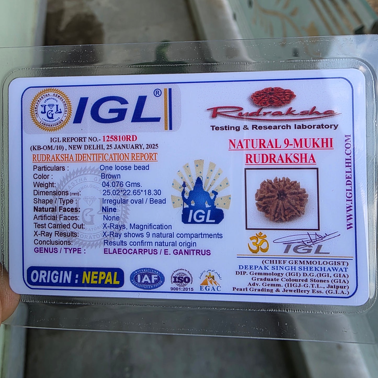 9 Mukhi Nepal Rudraksha | 25.02 mm, 4.07 grams | Symbol of Power & Protection | Lab Certified