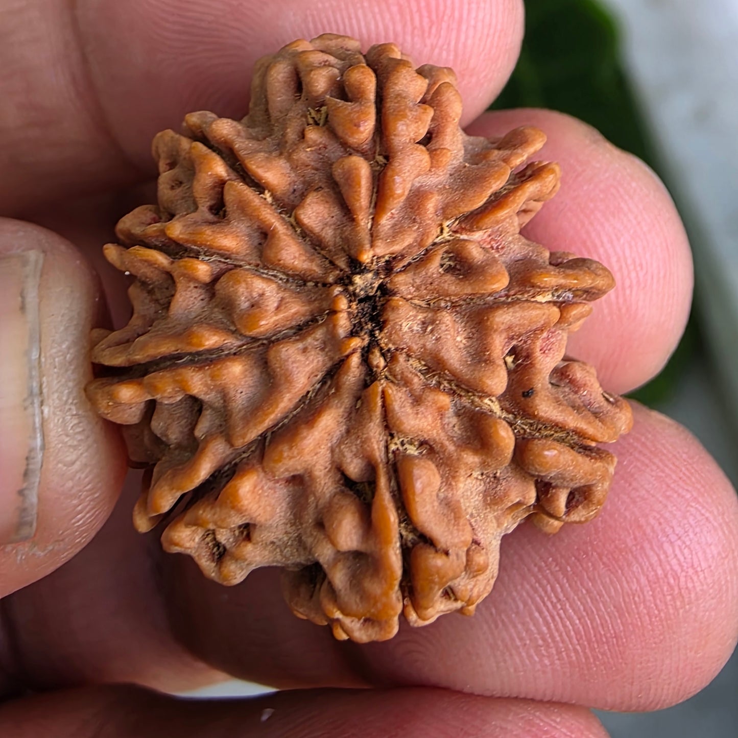 9 Mukhi Collector Nepal Rudraksha | 27.84 mm, 5.92 grams | Symbol of Strength & Divine Energy | Lab Certified