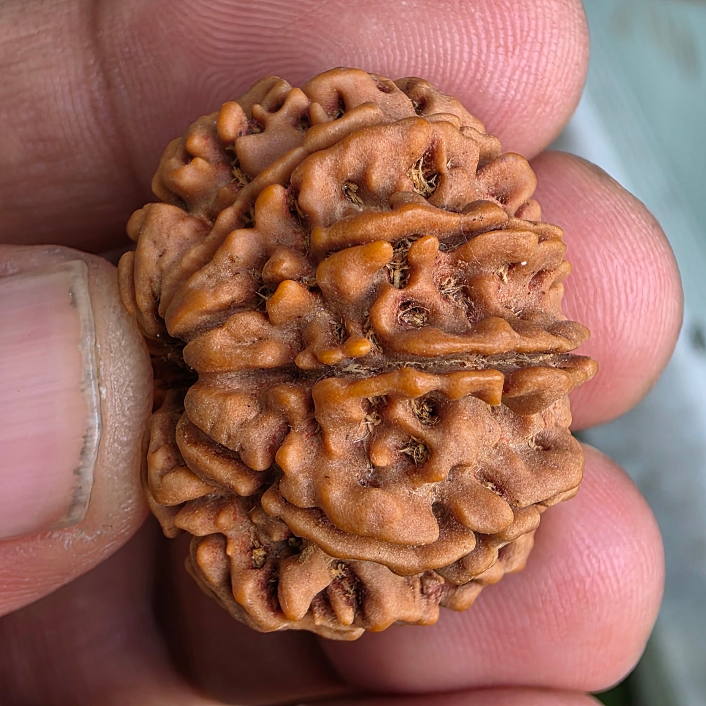 9 Mukhi Collector Nepal Rudraksha | 27.84 mm, 5.92 grams | Symbol of Strength & Divine Energy | Lab Certified