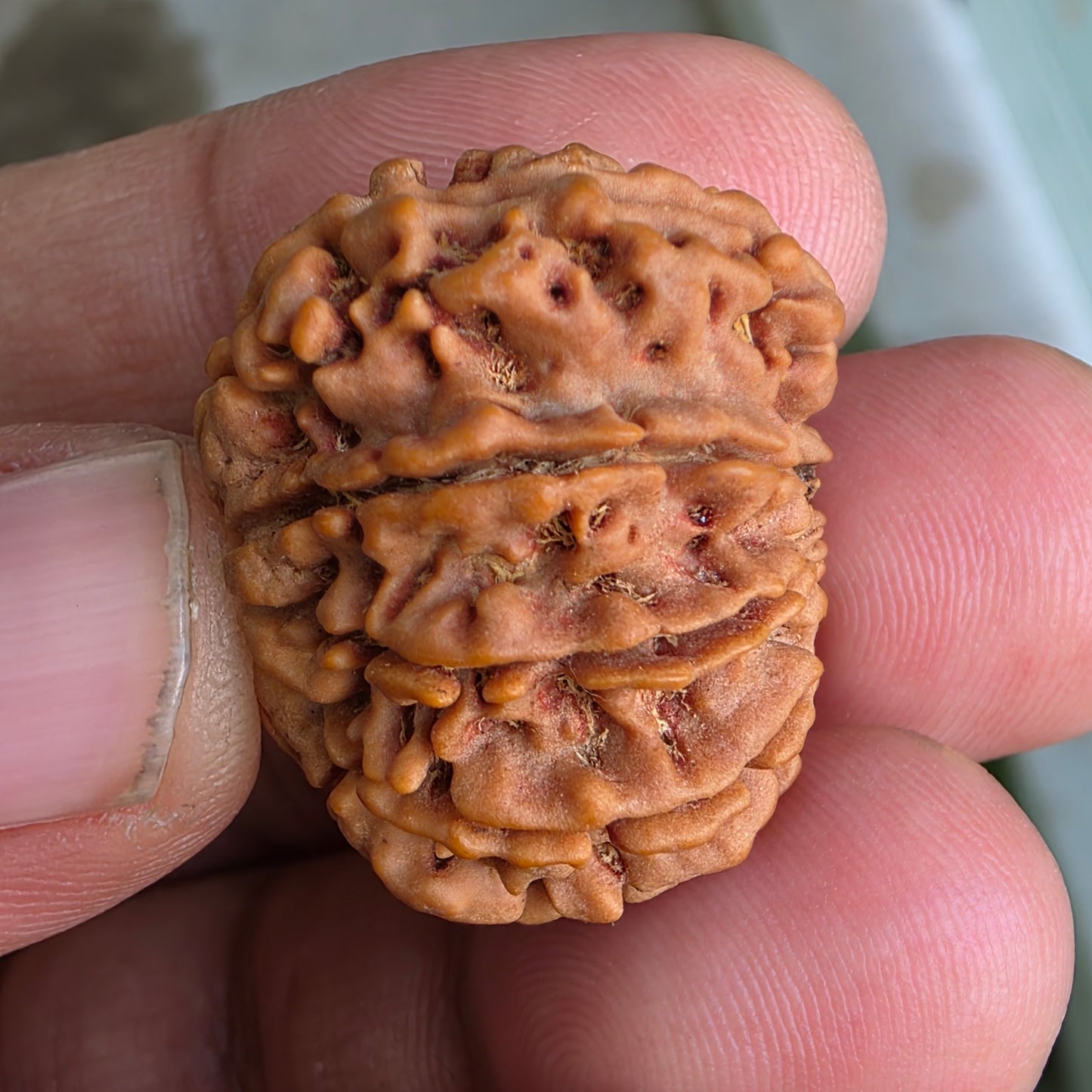 9 Mukhi Collector Nepal Rudraksha | 27.84 mm, 5.92 grams | Symbol of Strength & Divine Energy | Lab Certified