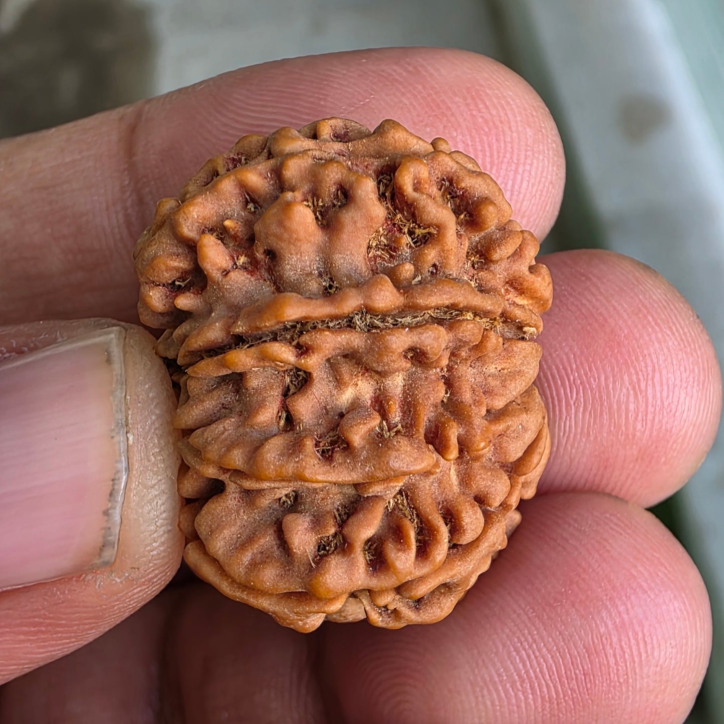9 Mukhi Collector Nepal Rudraksha | 27.84 mm, 5.92 grams | Symbol of Strength & Divine Energy | Lab Certified