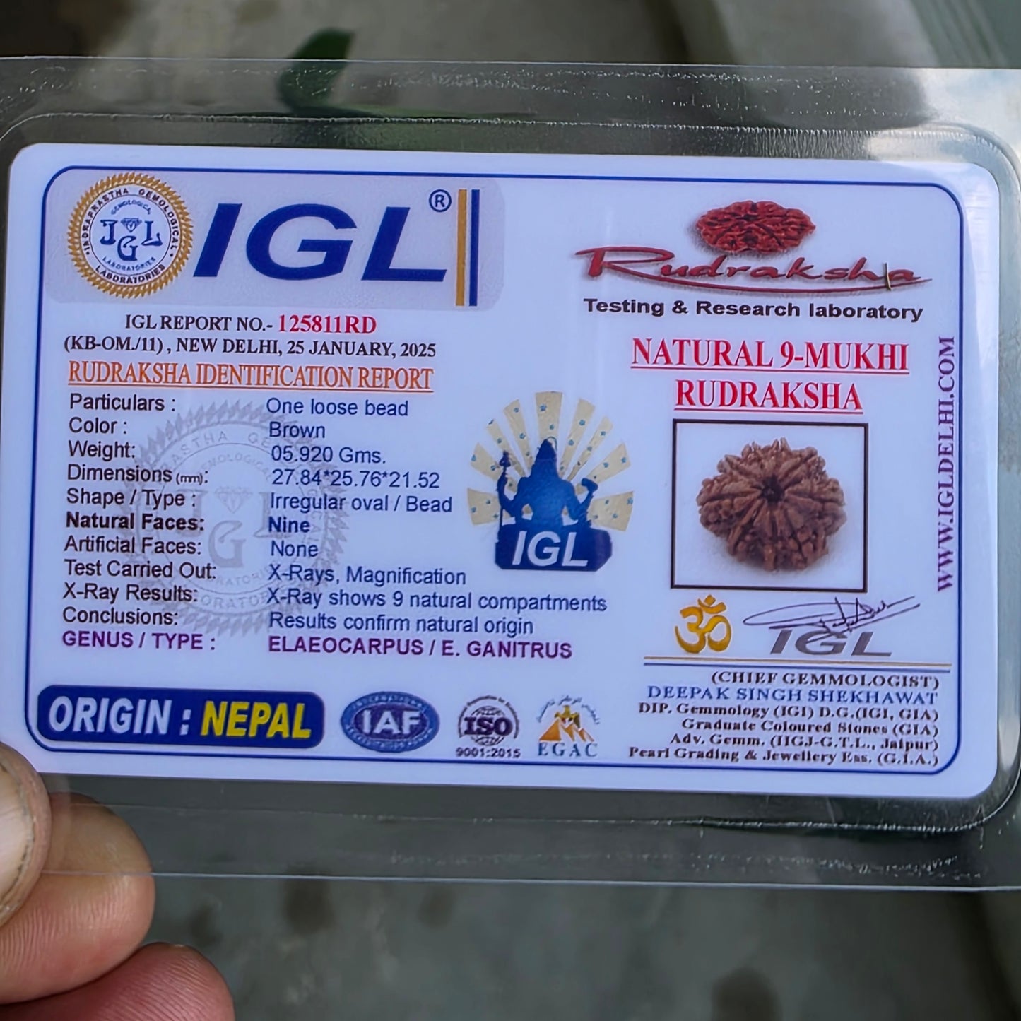 9 Mukhi Collector Nepal Rudraksha | 27.84 mm, 5.92 grams | Symbol of Strength & Divine Energy | Lab Certified