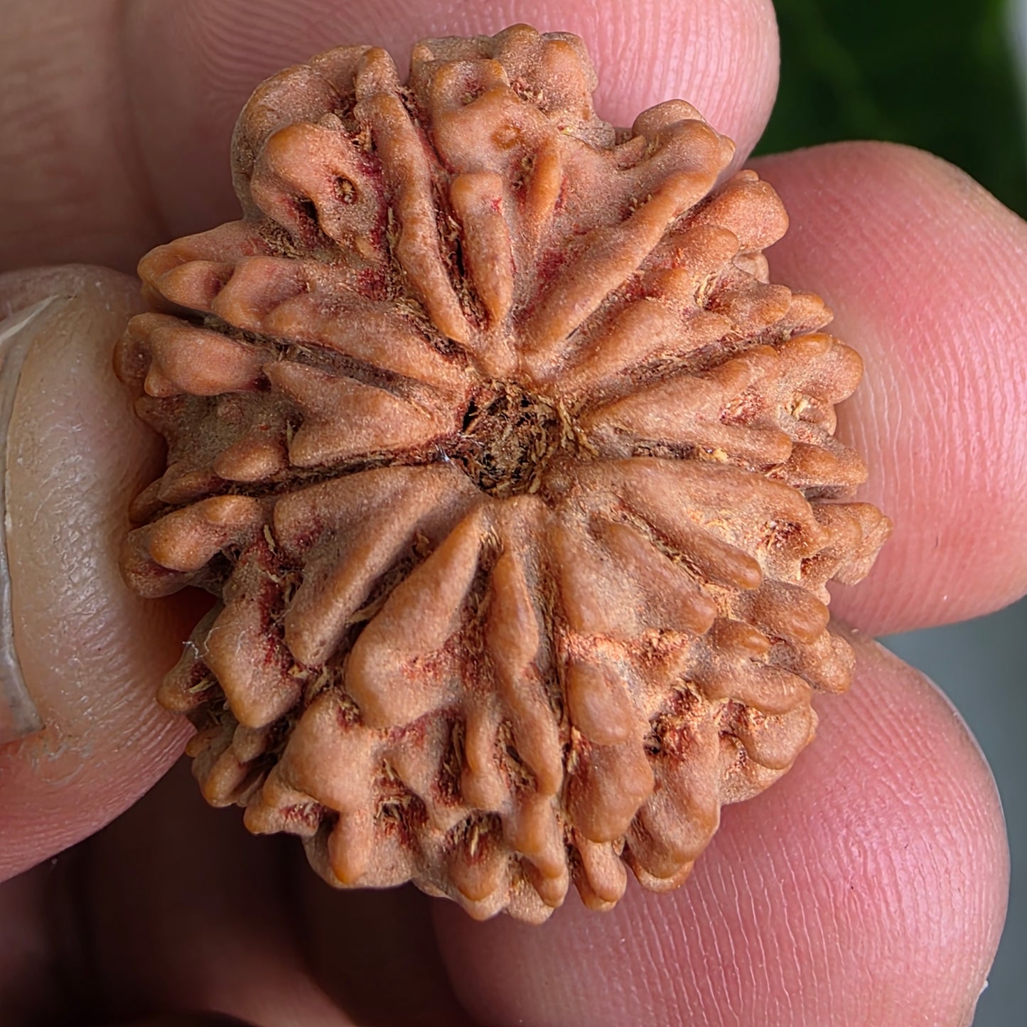9 Mukhi Collector Nepal Rudraksha | 26.02 mm, 4.84 grams | Symbol of Energy & Protection | Lab Certified