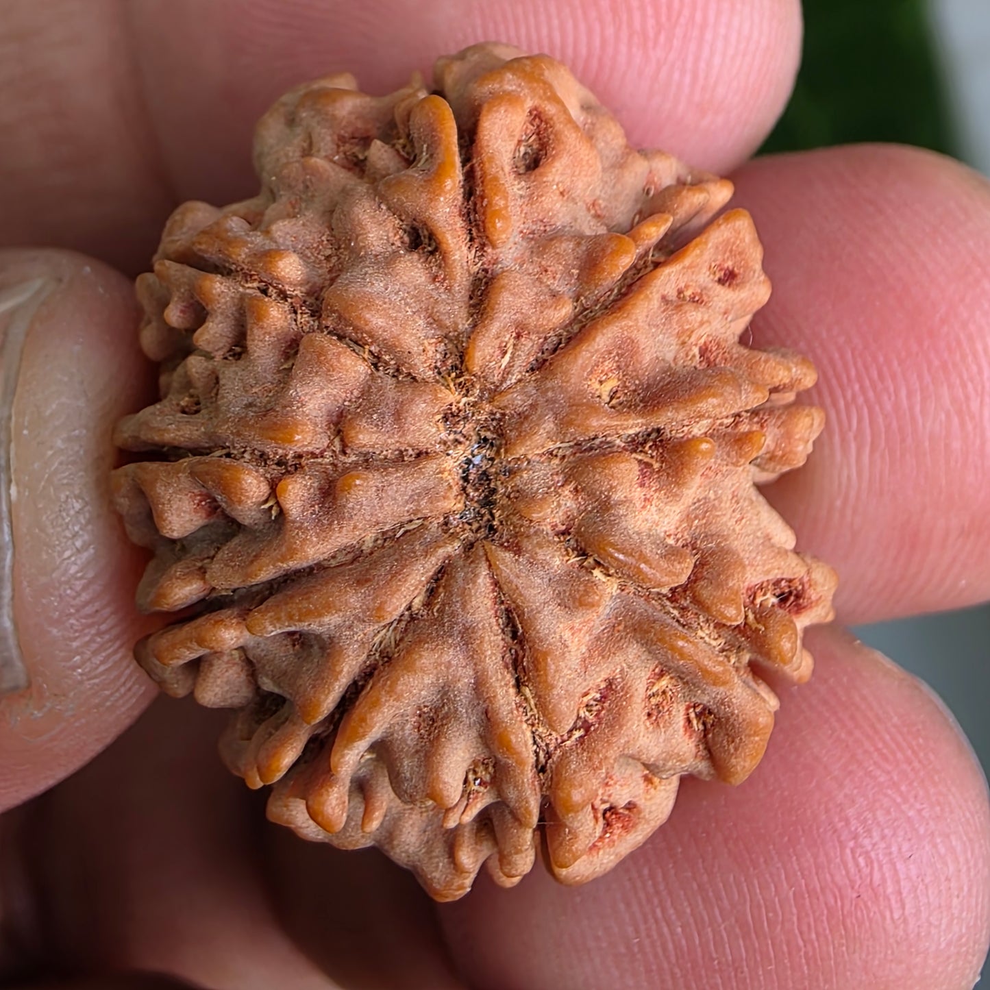 9 Mukhi Collector Nepal Rudraksha | 26.02 mm, 4.84 grams | Symbol of Energy & Protection | Lab Certified
