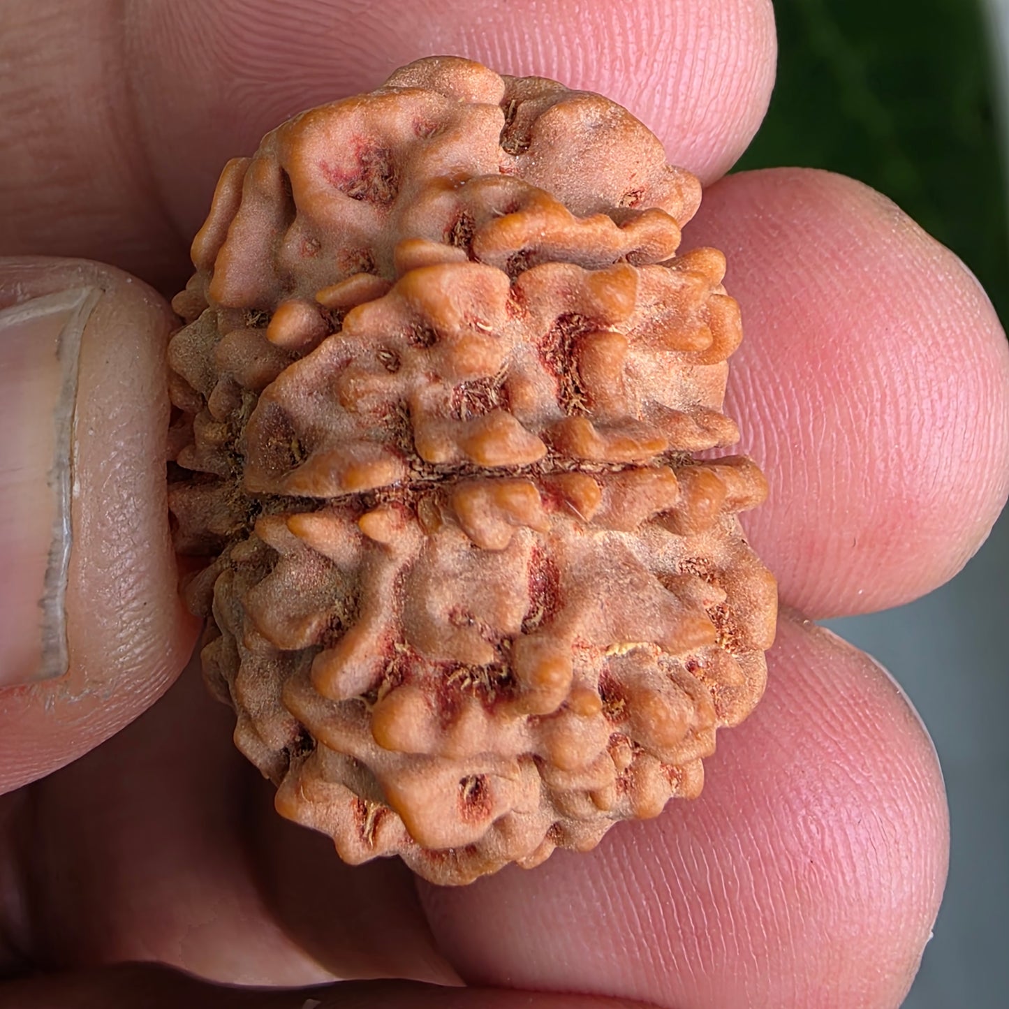 9 Mukhi Collector Nepal Rudraksha | 26.02 mm, 4.84 grams | Symbol of Energy & Protection | Lab Certified