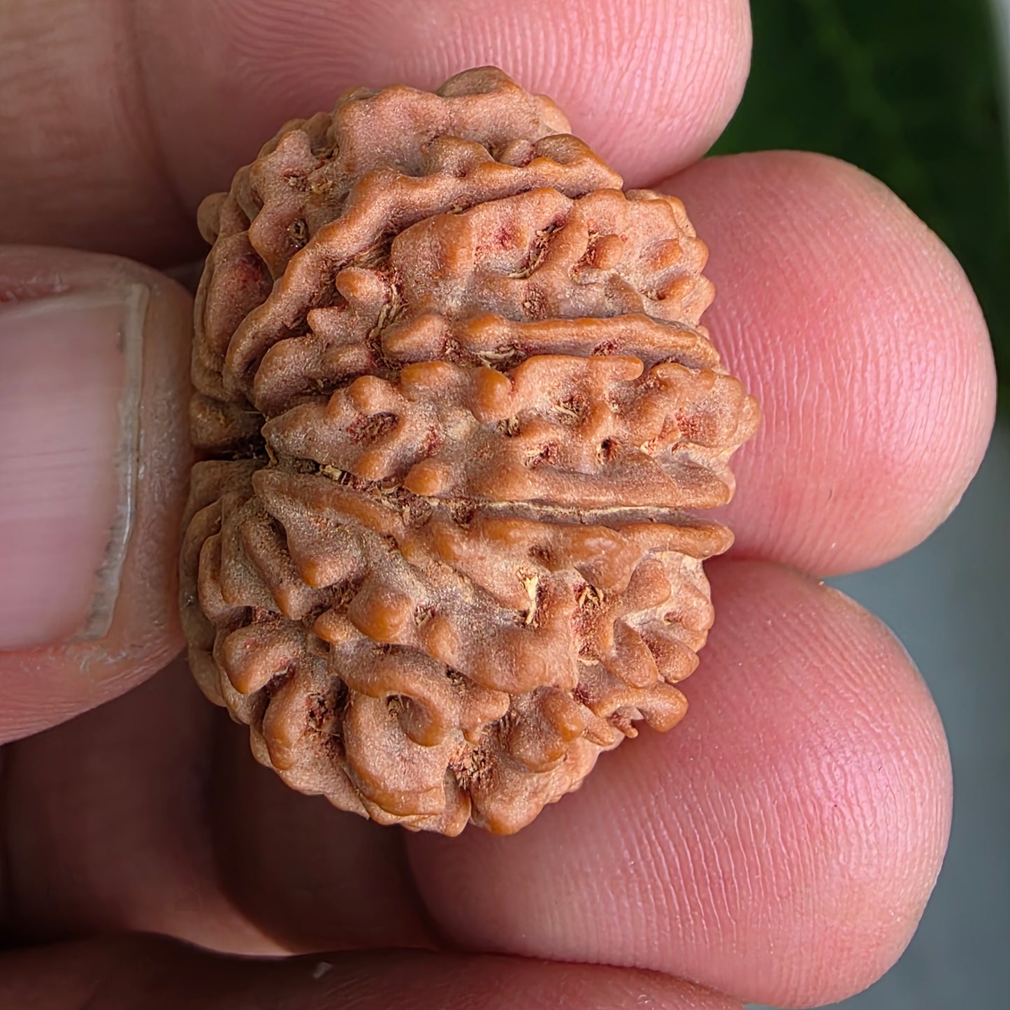 9 Mukhi Collector Nepal Rudraksha | 26.02 mm, 4.84 grams | Symbol of Energy & Protection | Lab Certified