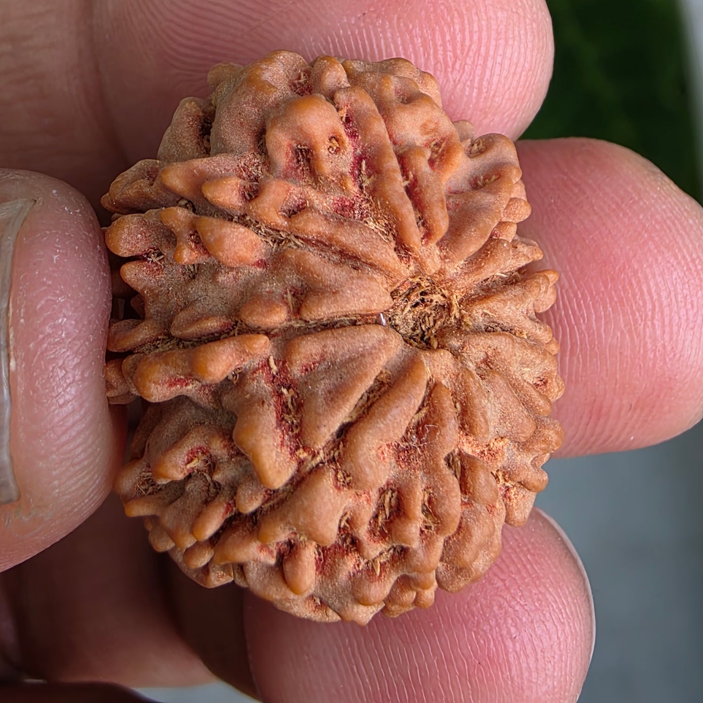 9 Mukhi Collector Nepal Rudraksha | 26.02 mm, 4.84 grams | Symbol of Energy & Protection | Lab Certified
