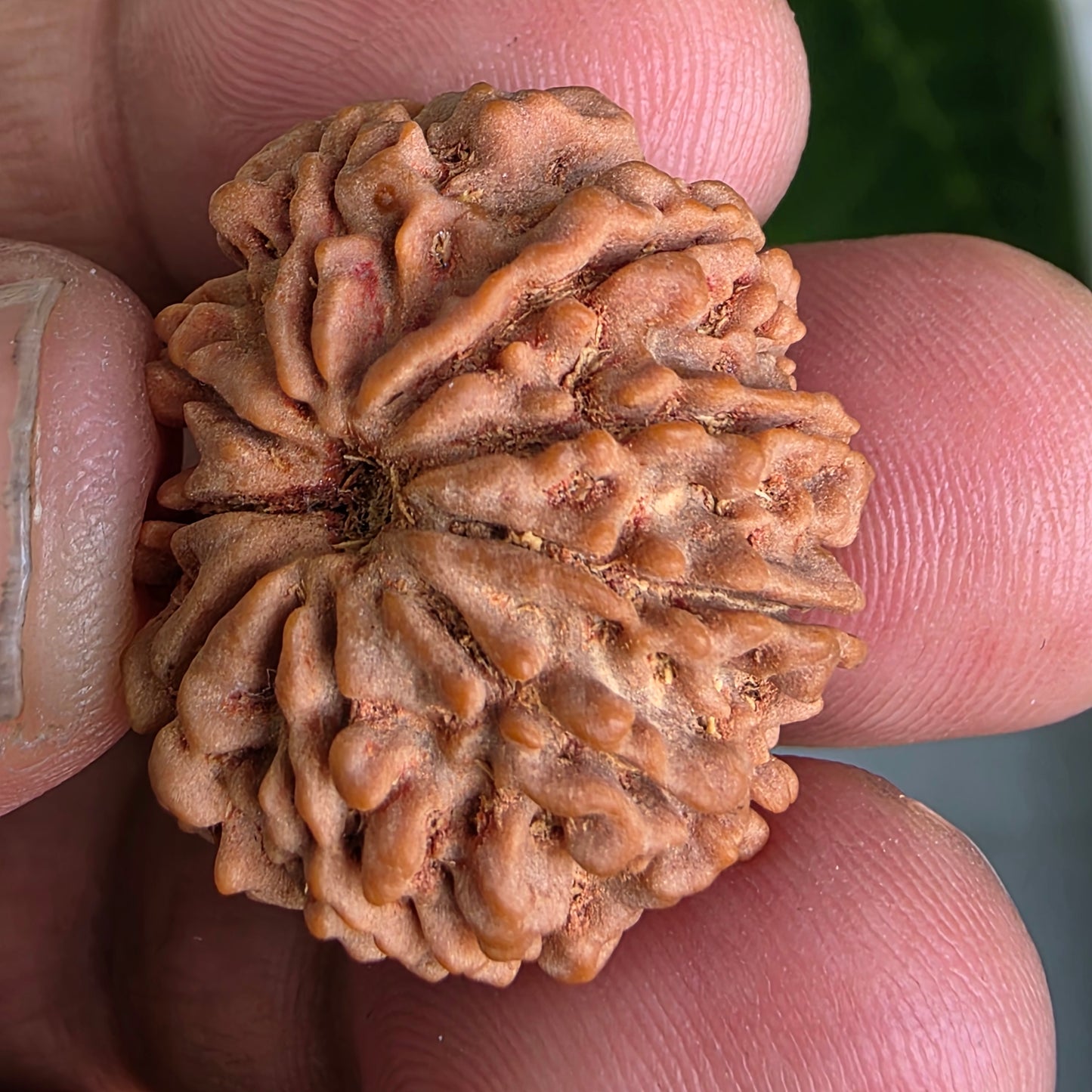 9 Mukhi Collector Nepal Rudraksha | 26.02 mm, 4.84 grams | Symbol of Energy & Protection | Lab Certified