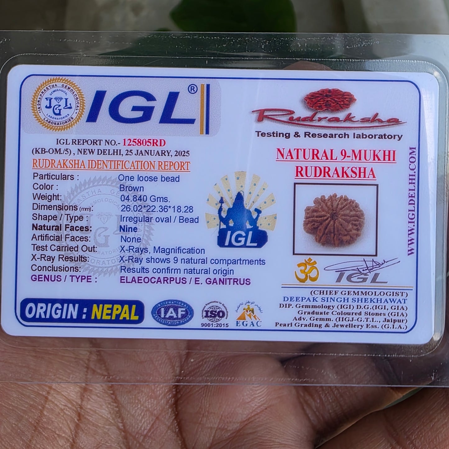 9 Mukhi Collector Nepal Rudraksha | 26.02 mm, 4.84 grams | Symbol of Energy & Protection | Lab Certified