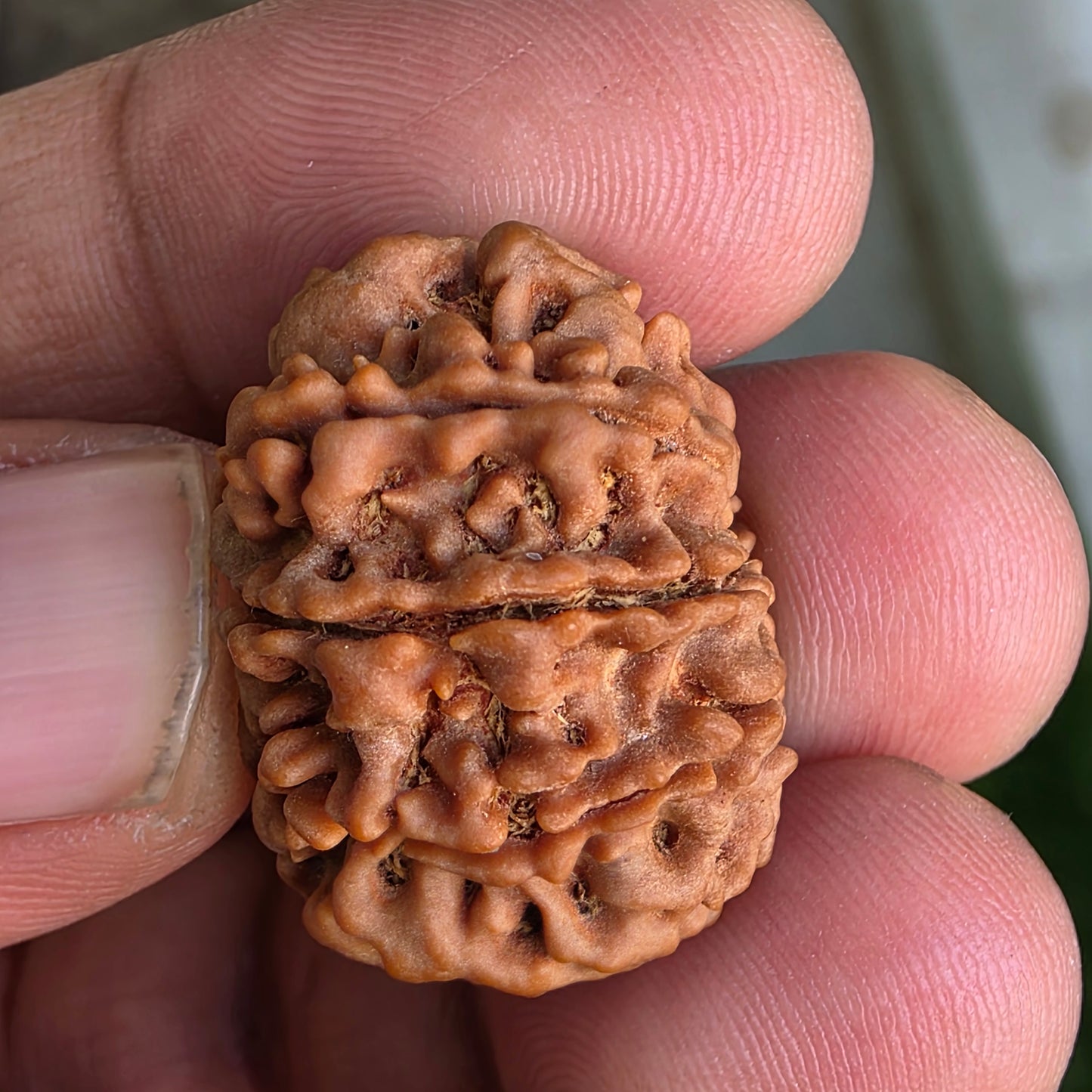 9 Mukhi Collector Nepal Rudraksha | 25.54 mm, 4.58 grams | Symbol of Power & Protection | Lab Certified