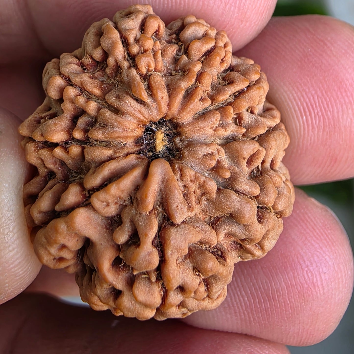9 Mukhi Collector Nepal Rudraksha | Collector’s Pick | 26.51 mm, 5.46 grams | Lab Certified